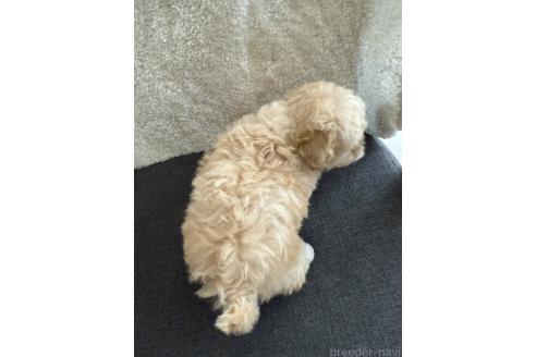 成約済の山形県のビションプー:ビションフリーゼ×トイプードル-366279の6枚目