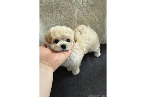 成約済の山形県のビションプー:ビションフリーゼ×トイプードル-366278の5枚目