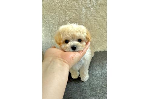 成約済の山形県のビションプー:ビションフリーゼ×トイプードル-366278の2枚目