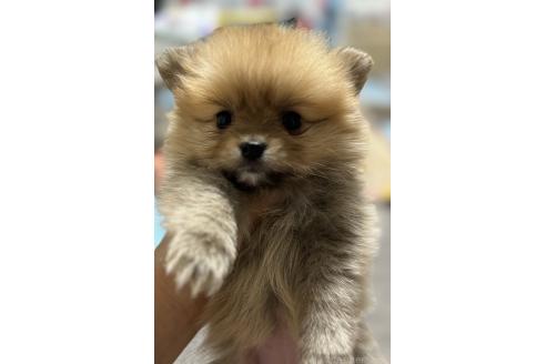 成約済の岡山県のポメラニアン-371046の2枚目