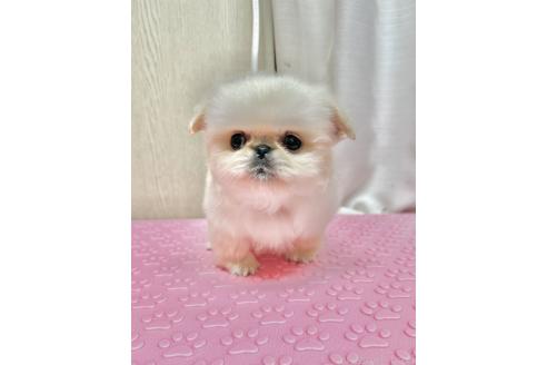 成約済の福島県のミックス犬-374787の3枚目