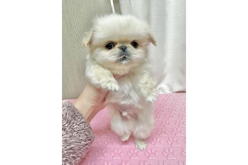成約済の福島県のミックス犬-374787の2枚目