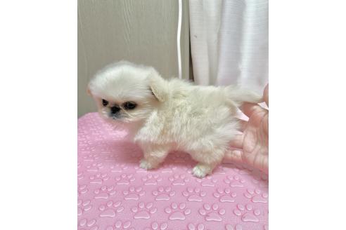 販売中の福島県のミックス犬-374787