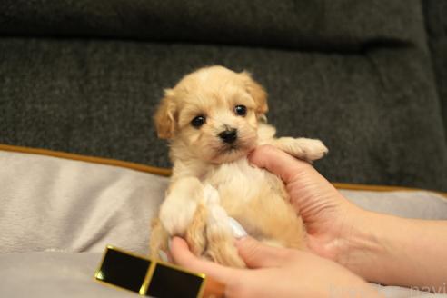 成約済の群馬県のマルプー:マルチーズ×トイプードル-375835の13枚目