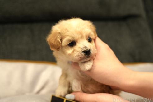 成約済の群馬県のマルプー:マルチーズ×トイプードル-375835の11枚目