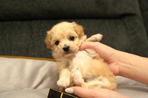 成約済の群馬県のマルプー:マルチーズ×トイプードル-375835の10枚目
