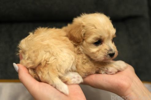 成約済の群馬県のマルプー:マルチーズ×トイプードル-375835の9枚目