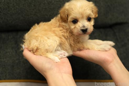 成約済の群馬県のマルプー:マルチーズ×トイプードル-375835の8枚目