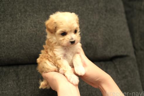 成約済の群馬県のマルプー:マルチーズ×トイプードル-375835の7枚目