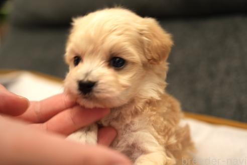 成約済の群馬県のマルプー:マルチーズ×トイプードル-375835の6枚目