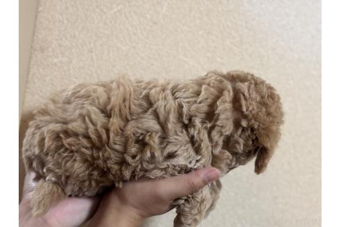 成約済の岐阜県のビションプー:ビションフリーゼ×トイプードル-371902の2枚目
