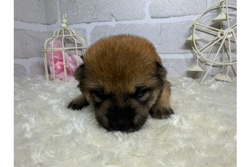 成約済の熊本県の柴犬-375869の5枚目