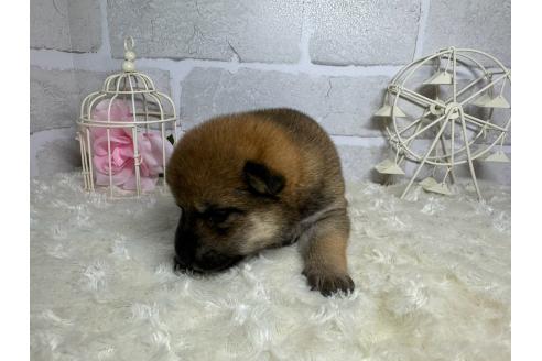 成約済の熊本県の柴犬-375869の4枚目