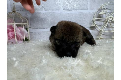 成約済の熊本県の柴犬-375870の5枚目