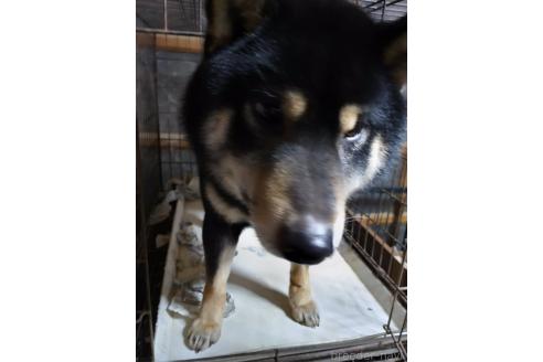 販売中の岐阜県の柴犬-265231