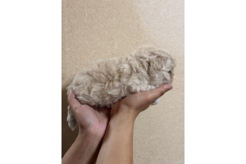 成約済の岐阜県のマルプー:マルチーズ×トイプードル-375873の2枚目