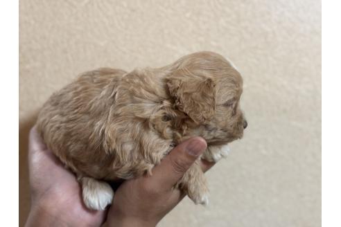 成約済の岐阜県のマルプー:マルチーズ×トイプードル-375876の2枚目