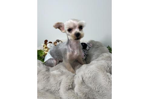 ピーコちゃん1枚目