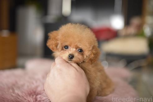成約済の茨城県のティーカッププードル-362786の4枚目