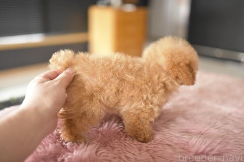 成約済の茨城県のティーカッププードル-362786の3枚目