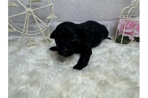 成約済の熊本県のチワプー:チワワ×トイプードル-375926の7枚目