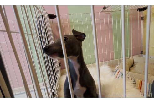 成約済の愛媛県のイタリアングレーハウンド(イタグレ)-372514の17枚目