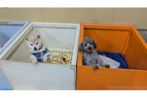 成約済の熊本県のトイプードル-375950の2枚目
