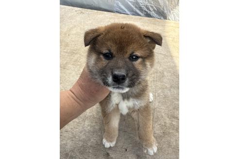 成約済の広島県の柴犬-375957の3枚目