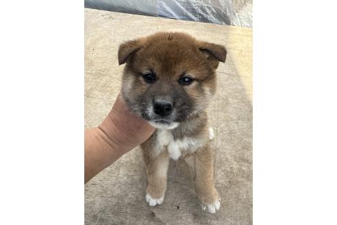 成約済の広島県の柴犬-375957の2枚目