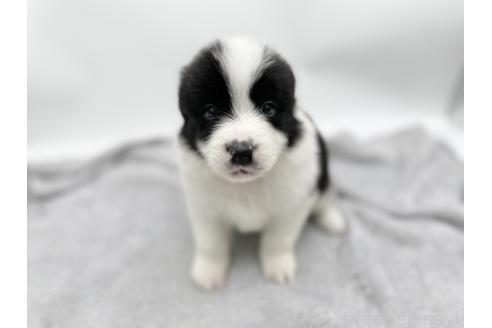 成約済の愛知県のボーダーコリー-374858の14枚目