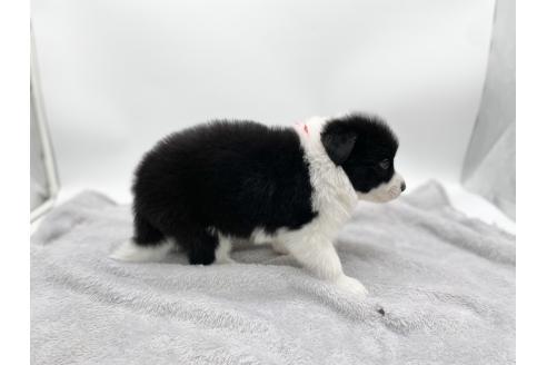 成約済の愛知県のボーダーコリー-374858の12枚目