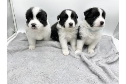 成約済の愛知県のボーダーコリー-374858の10枚目