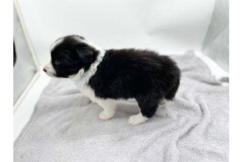 成約済の愛知県のボーダーコリー-374859の4枚目