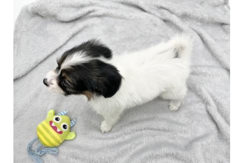 成約済の愛知県のパピヨン-374137の5枚目