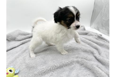 成約済の愛知県のパピヨン-374137の3枚目