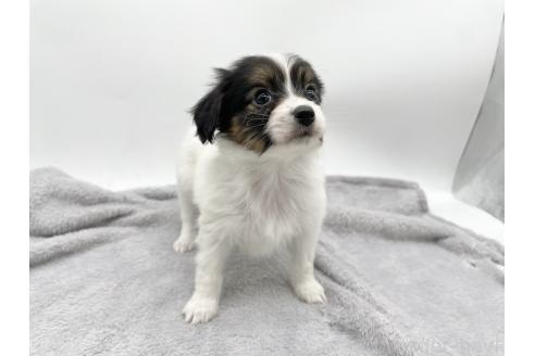 成約済の愛知県のパピヨン-374137の2枚目