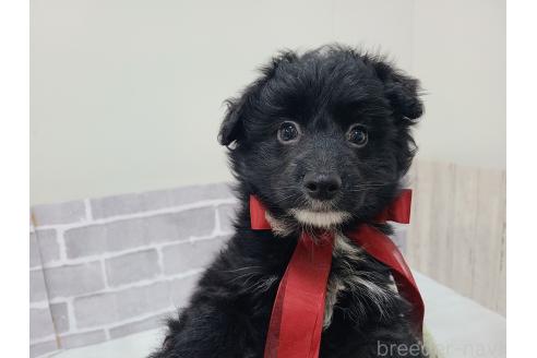 販売中の東京都のミックス犬-367351の13枚目