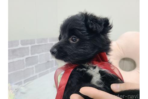 販売中の東京都のミックス犬-367351の12枚目