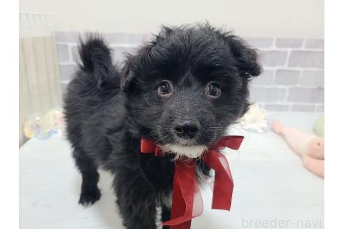 販売中の東京都のミックス犬-367351の11枚目