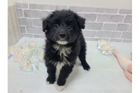 販売中の東京都のミックス犬-367351の10枚目
