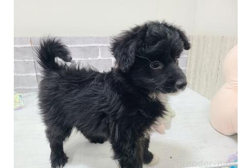 販売中の東京都のミックス犬-367351の8枚目
