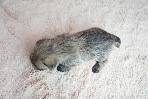 成約済の奈良県のケアーンテリア-373624の5枚目