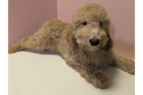 成約済の香川県のスタンダードプードル-362054の3枚目
