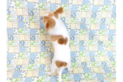 成約済の千葉県のチワワ(ロングコート)-354676の11枚目