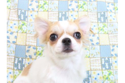 成約済の千葉県のチワワ(ロングコート)-354676の10枚目