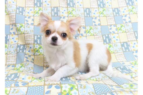 成約済の千葉県のチワワ(ロングコート)-354676の8枚目