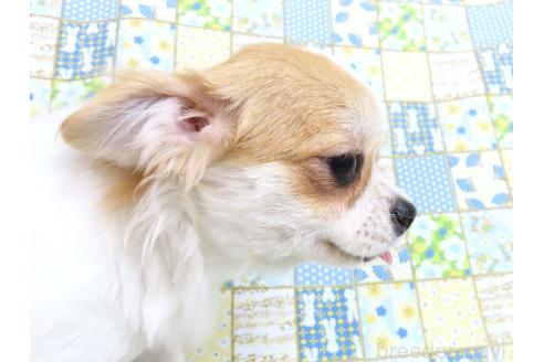 成約済の千葉県のチワワ(ロングコート)-354676の7枚目