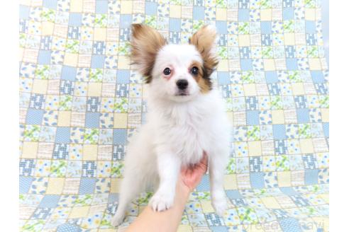 成約済の千葉県のパピヨン-361333の8枚目