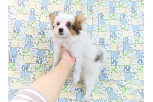 成約済の千葉県のパピヨン-361333の7枚目