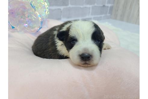 成約済の東京都のミックス犬-375981の12枚目